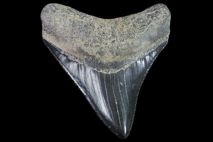 Serrated, Megalodon Tooth - Georgia #72827